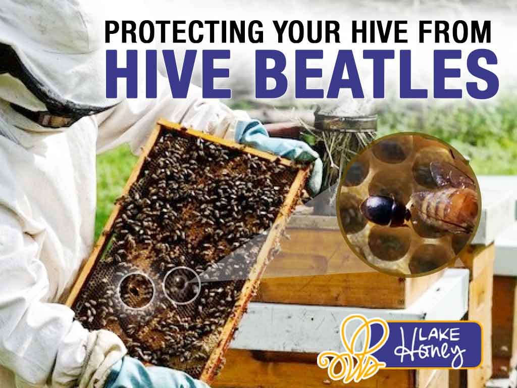 Buzz OFF! Protecting Your Bees From Hive Beetles