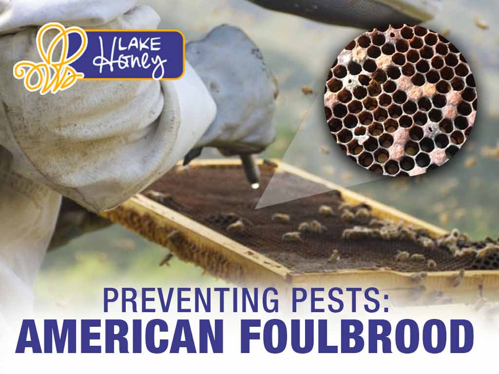 Preventing Pests: American Foulbrood