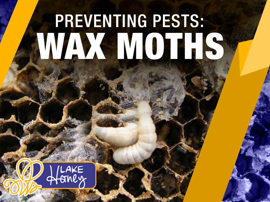 Preventing Pests: Wax Moths