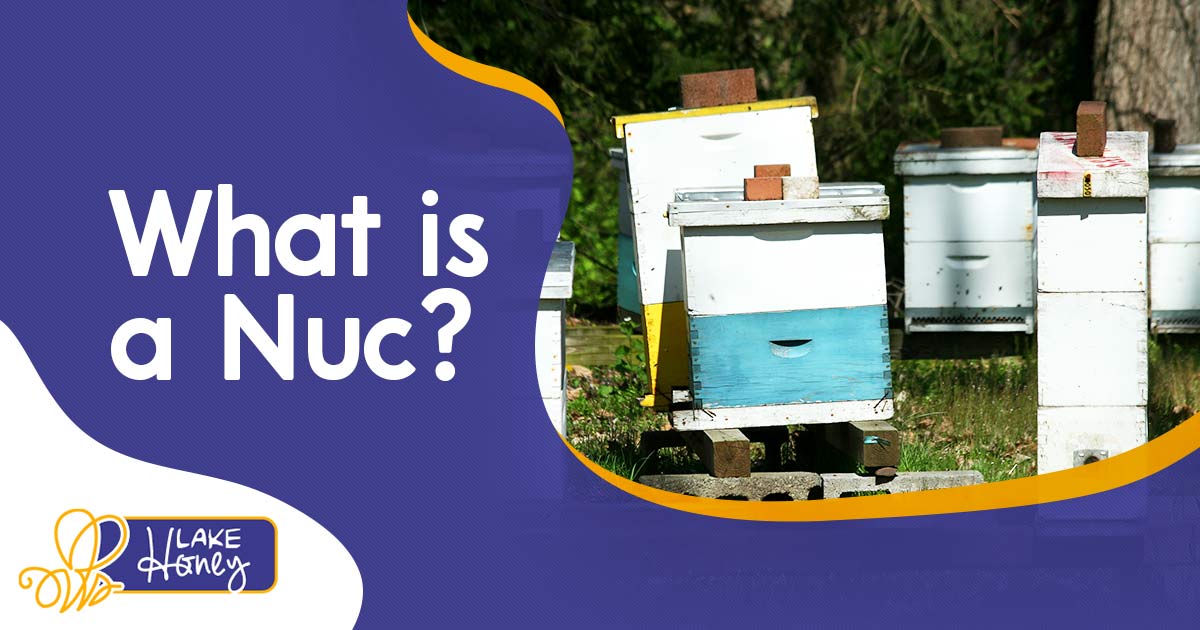 What is a Nuc?